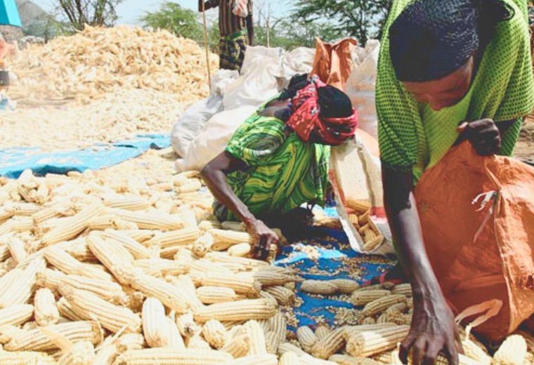 Post-Harvest Loss Mitigation & Financial Inclusion for Smallholder Farmers