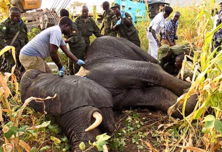 Human–Wildlife Conflict Mitigation Through Data & Insurance Systems